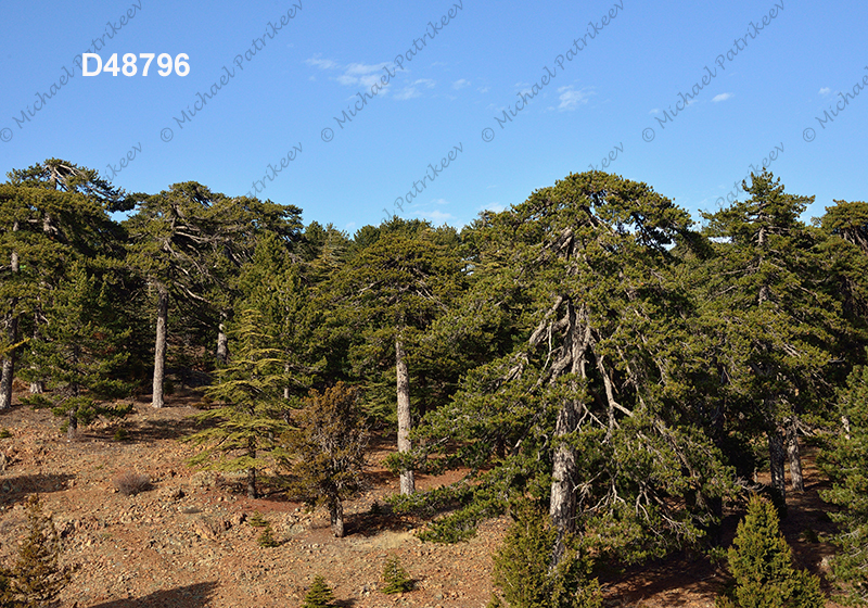 Coniferous forest, Cyprus